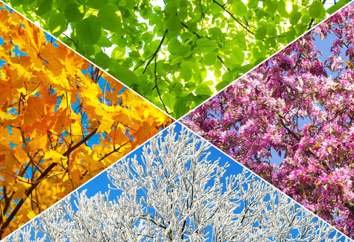 Four quadrants, each with a tree from a different season including a flowering spring tree, a leafy summer tree, an autumn tree with leaves falling, and a winter tree covered in frost