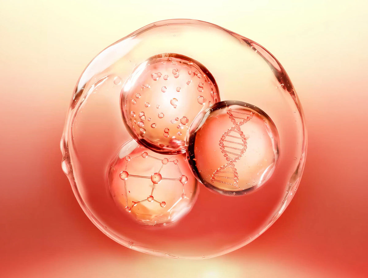 Inside the Tri-Senolytic System™: How 3 Actives Work Together