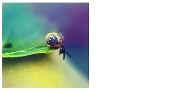 Reasons We Love Snail Mucin